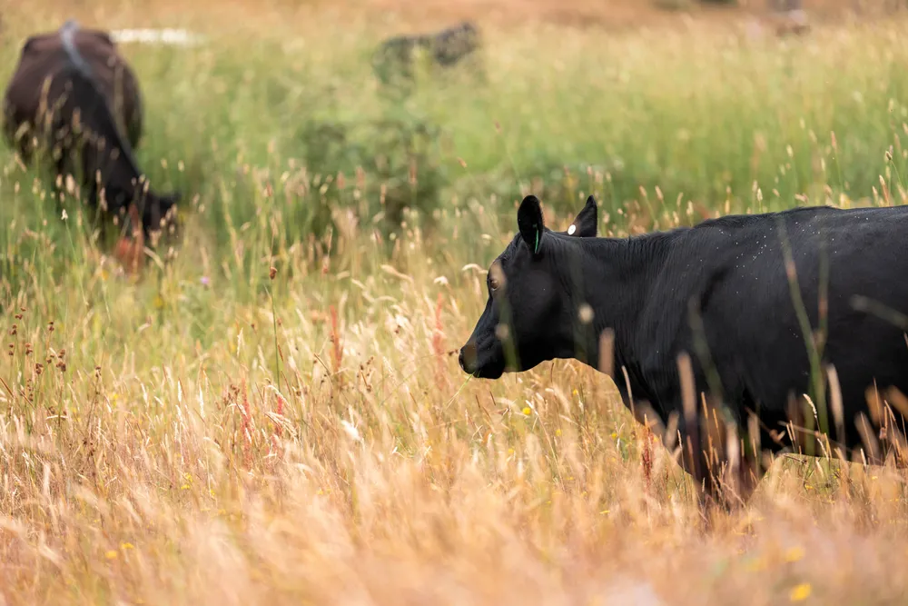 Cattle grazing in tall pasture grass