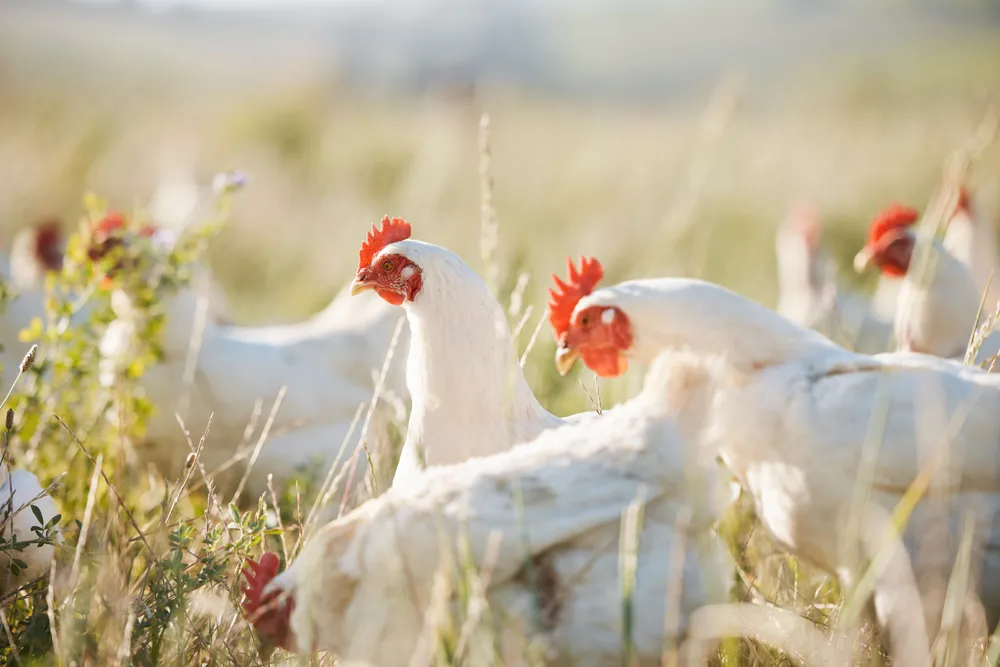 White pastured broiler chickens foraging in tall grass at golden hour