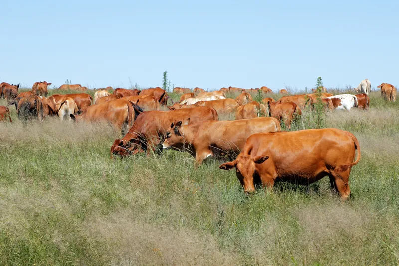 Herd of red cattle grazing in tall summer pasture under blue sky